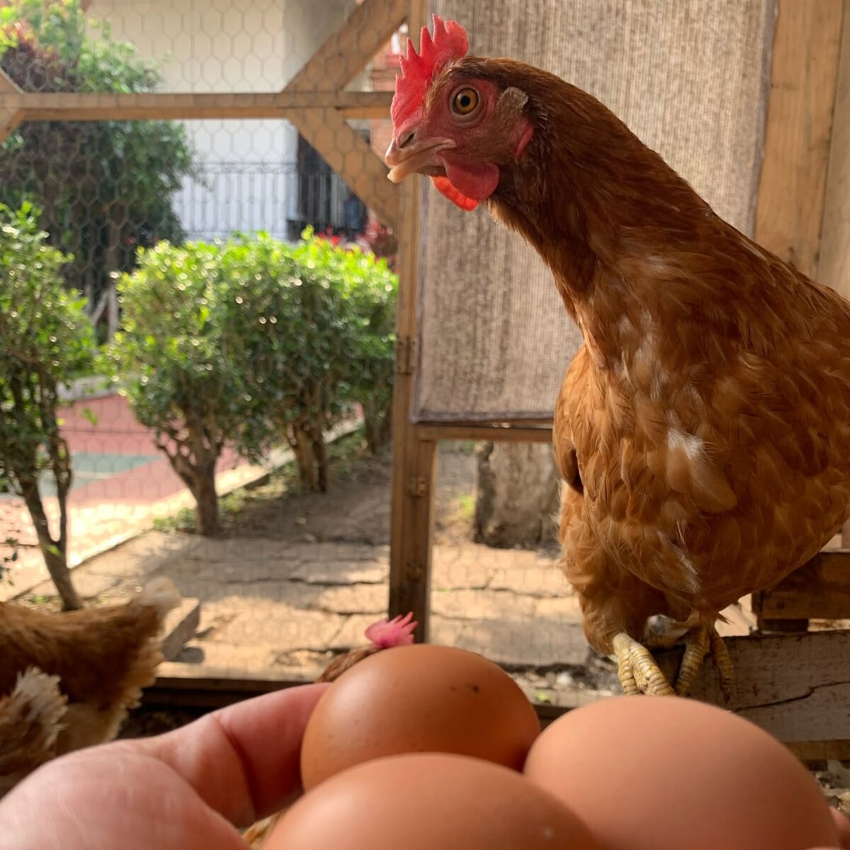 Gallina y huevos en el espacio de cuidado animal del colegio