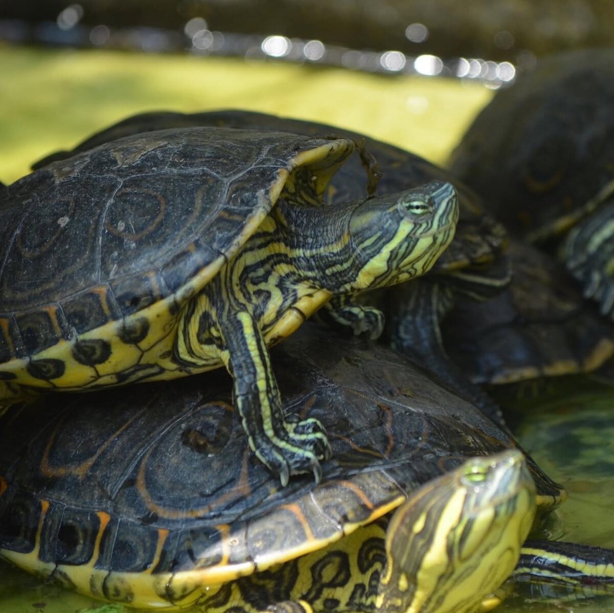 Tortuga observada en el entorno natural del colegio